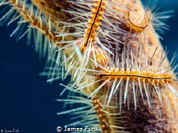 Brittle Star Embrace by James Funk 